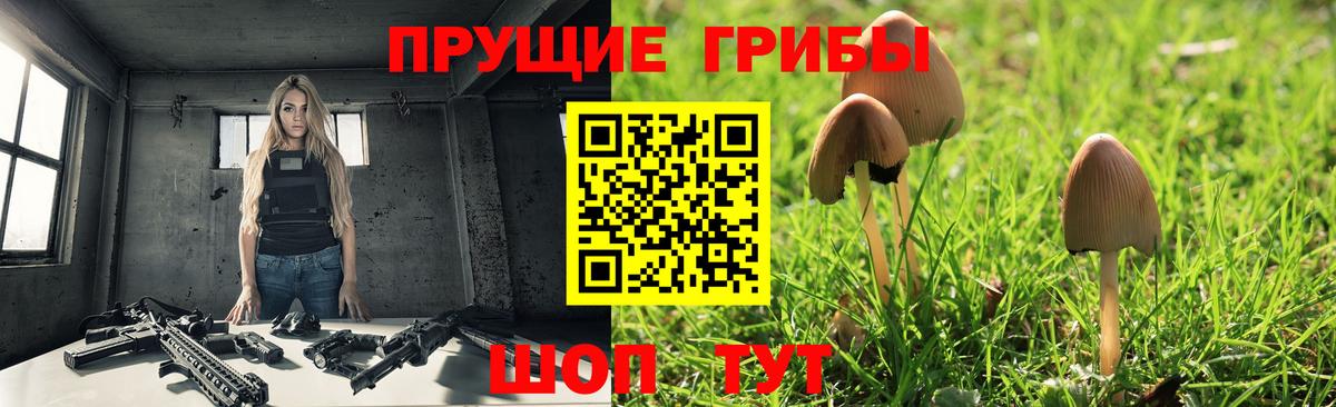 Псилоцибиновые грибы Psilocybe  Вход с VPN  Елизово 